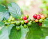 Fruto de café